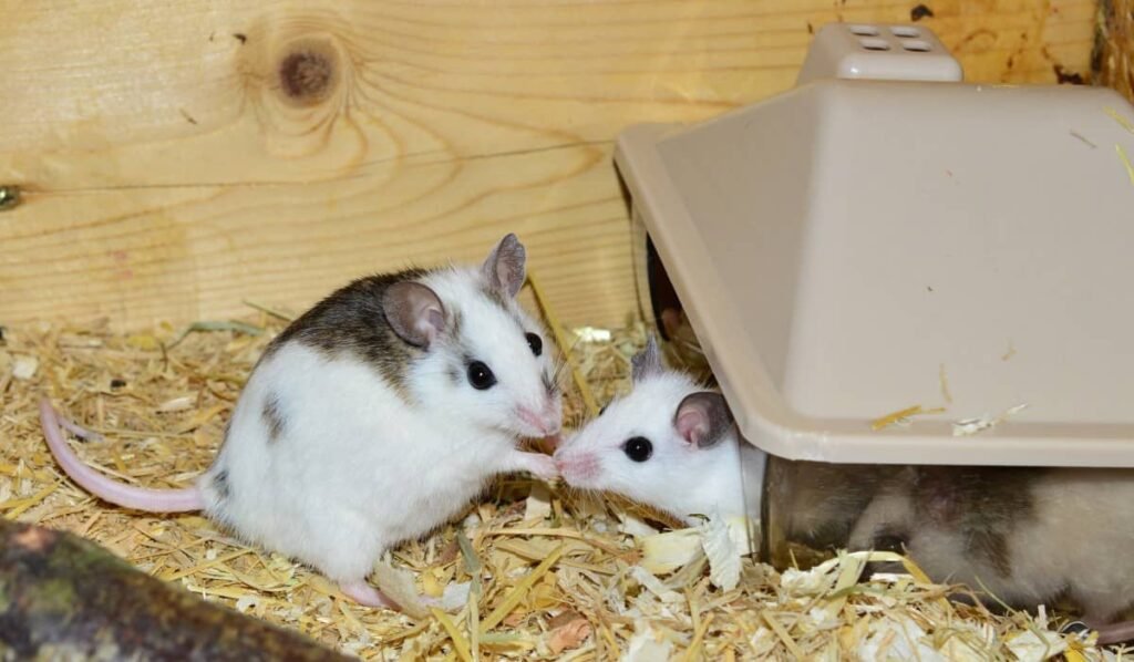 Do Mice Travel In Pairs - Strange Noises and Smells