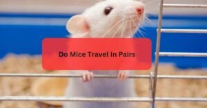 Do Mice Travel In Pairs - The World Of Mouse Social Behavior!