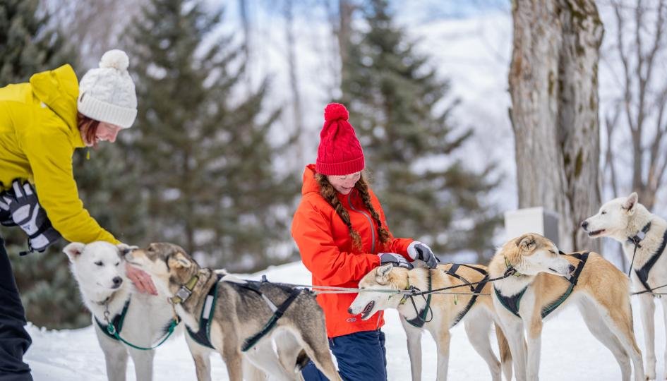 Can You Travel To Greenland? - Dog Sledding Adventures