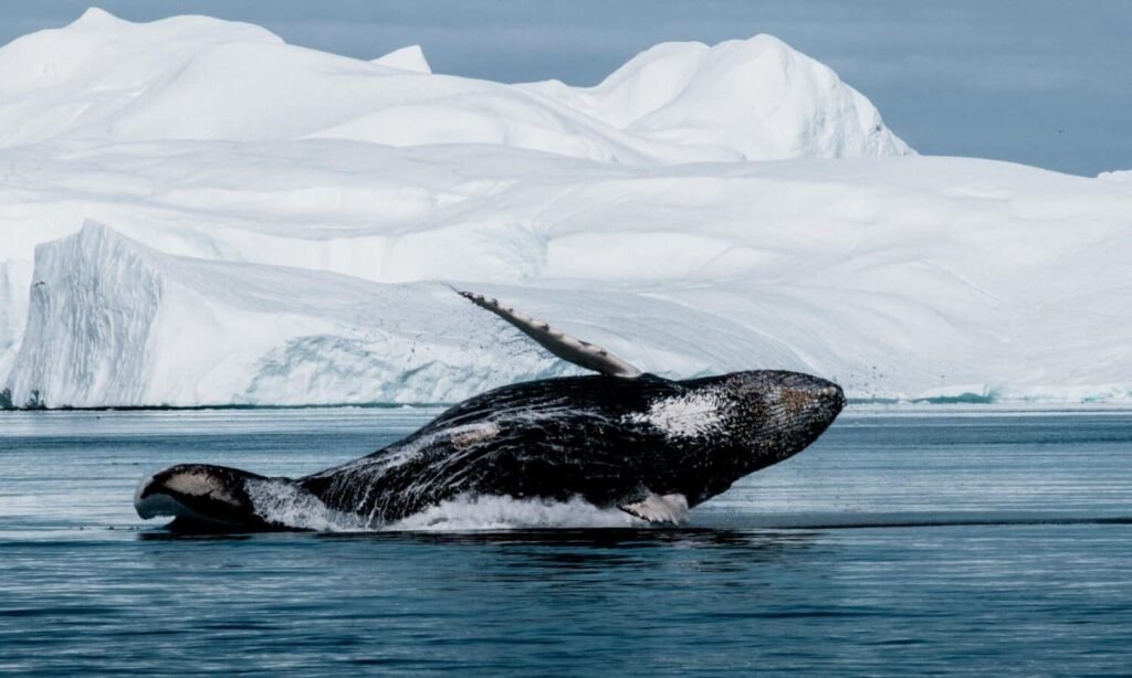 Can You Travel To Greenland? - Whale Watching